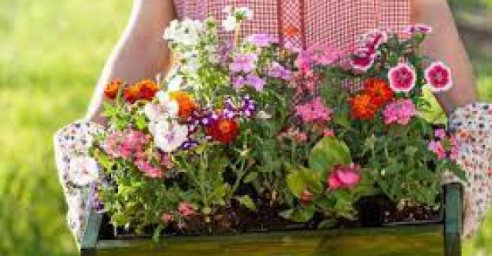 &laquo;Харьковзеленстрой&raquo; отправит пенсионерке из Западной Украины саженцы цветов