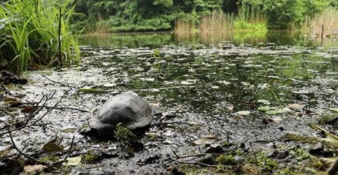 Сотрудники зоопарка выпустили в дикую природу болотных черепах