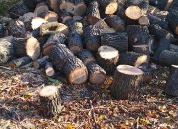 Полмиллиона за 40 стволов: черному лесорубу объявили о подозрении