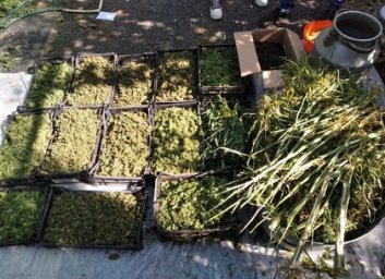 Фоторепортаж: на запасливого любителя травки завели уголовное дело (Прокуратура)