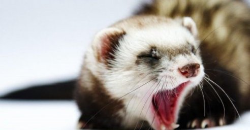 В части Немышлянского района введен карантин из-за бешенства хорька