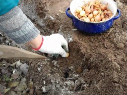 Дачнику на заметку: Секреты правильной посадки лука под зиму