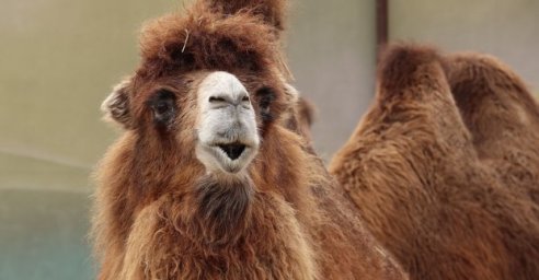 В Харьковском зоопарке еще месяц будет бесплатный вход