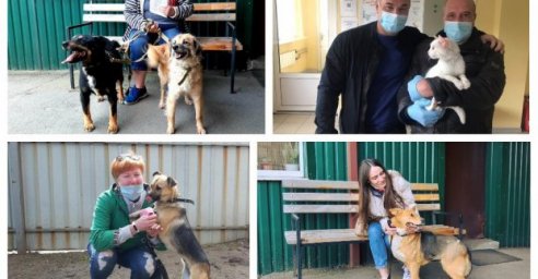 Благодаря работе приюта более 500 животных нашли хозяев