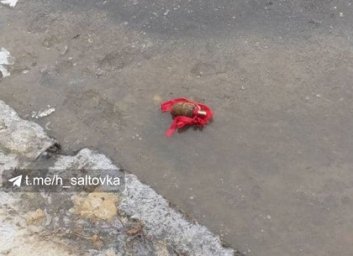 ФОТО: Граната с бантиком обнаружена у жилого дома на Леся Сердюка - ОБНОВЛЕНО