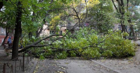 В Харькове из-за непогоды упало семь деревьев
