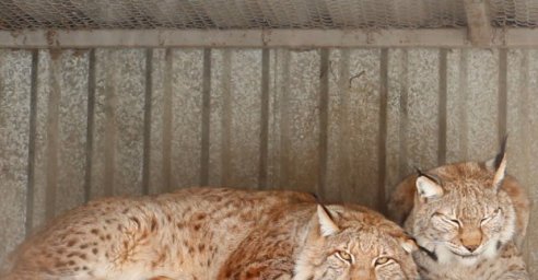 День влюбленных в Харьковском зоопарке