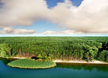 Под Харьковом разворовывался лесной фонд (ФОТО)