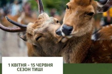 С 1 апреля наступает &laquo;сезон тишины&raquo; в лесах