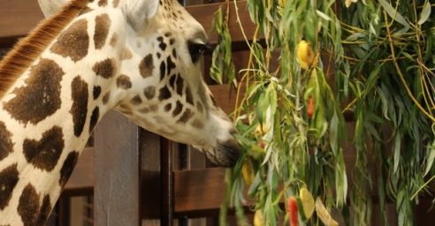 Харьковский зоопарк благодарит за помощь животным