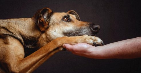 В Харькове 1400 бездомных животных получат шанс найти хозяев