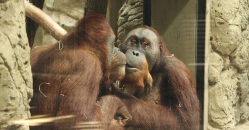 Харьковский зоопарк приглашает отпраздновать День влюбленных