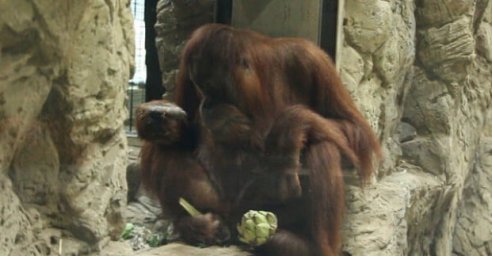 Харьковский зоопарк присоединится к программе сохранения орангутанов