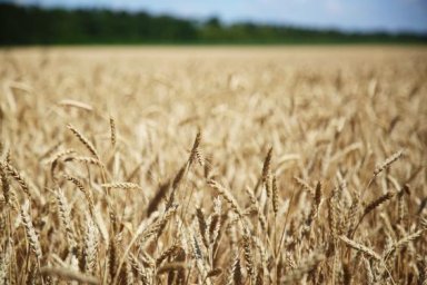 Около 14% собственных доходов бюджетов территориальных громад Харьковщины формирует плата за землю