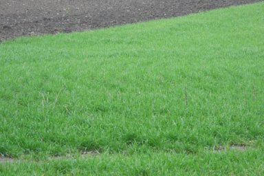 В области озимые - в хорошем и удовлетворительном состоянии