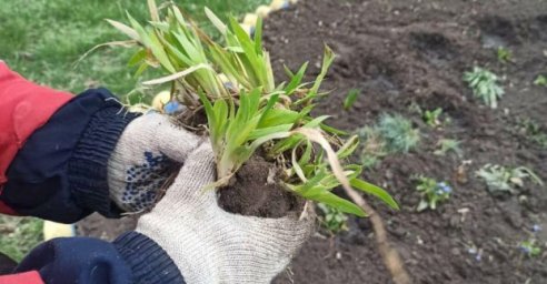 В Холодногорском районе садят цветы