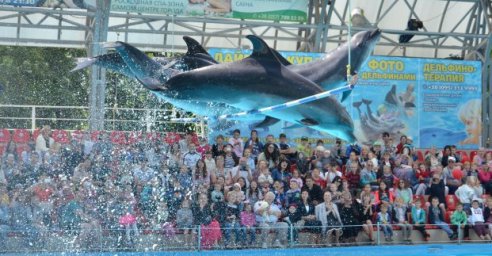 В дельфинарии пройдет шоу для детей льготных категорий
