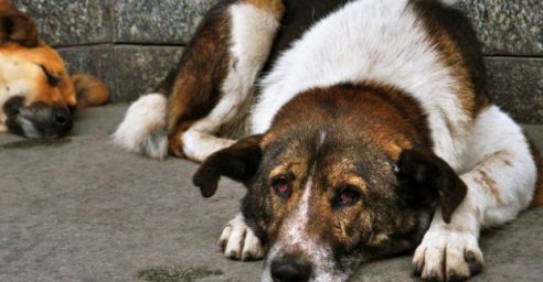 В Харькове наименьшее количество бездомных собак