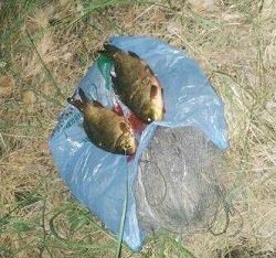 Краснокнижную рыбу ловили запрещенной сетью под Харьковом