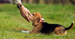 В Центре обращения с животными стартует набор в Школу волонтеров