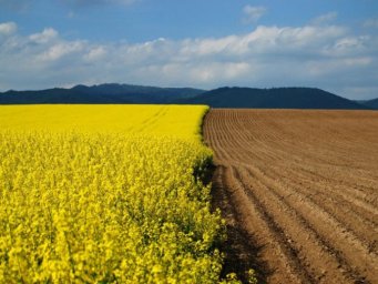 Новый налог на землю: &laquo;Не хочешь платить? Продавай пай&raquo;