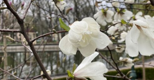 В парке Горького цветут магнолии