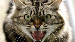 На Харьковщине бешеные коты за неделю покусали двоих человек