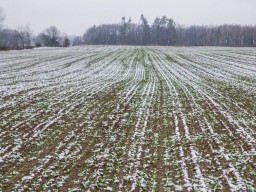 Вступил в силу закон о продлении моратория на продажу земли