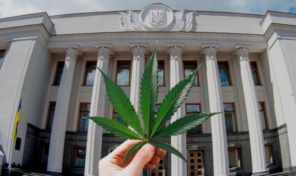  Рада одобрила легализацию медицинского каннабиса: что это означает 