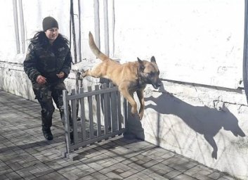 В холодногорской колонии провели показательны учения сторожевых псов и их инструкторов (ФОТО)
