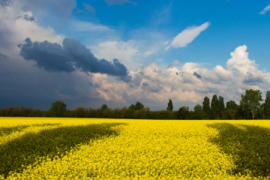 Разъяснение земельной реформы: как продать паи, переданные в аренду