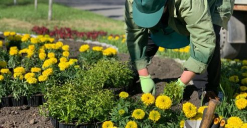 В Новобаварском районе высадили несколько тысяч цветов
