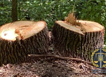 Черные лесорубы нарубили на полтора миллиона и ждут суда (ФОТО)