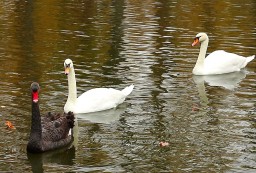 Из парка Горького увезли лебедей