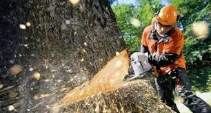 Елки кончились - браконьеры &laquo;вернулись&raquo; к дубам и ясеням (ФОТО)