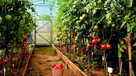  В случае подорожания газа в Украине будет меньше тепличных овощей - СМИ 