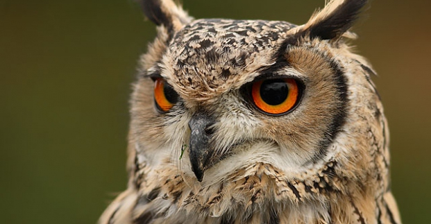 В городе пройдет открытый Зимний кубок по игре &laquo;Что? Где? Когда?&raquo;