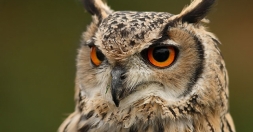 В городе пройдет открытый Зимний кубок по игре &laquo;Что? Где? Когда?&raquo;