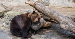 Харьковский зоопарк с июля закроют на реконструкцию