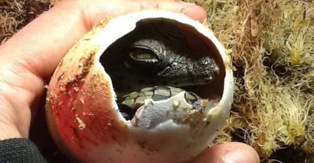 В Харьковском зоопарке впервые родились нильские крокодилы