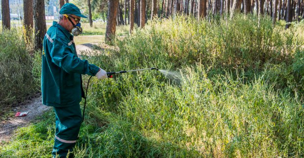 В Харькове против амброзии начали использовать новое средство