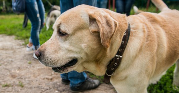 В Индустриальном районе открыли еще одну площадку для выгула собак