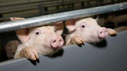 Румыния ввела запрет на украинскую свинину