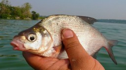 В супермаркетах вместо рыбы часто продают рыбный суррогат, опасный для здоровья &mdash; эксперт