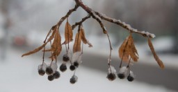 Завтра в Харькове &ndash; до 4 градусов мороза