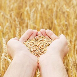 Рентабельность сельхозпроизводства в Украине к концу 2016 года упадет почти на 4% - эксперт