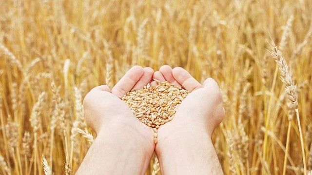 Рентабельность сельхозпроизводства в Украине к концу 2016 года упадет почти на 4% - эксперт