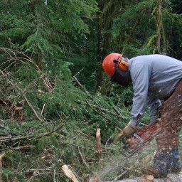 Харьковских чиновников заподозрили в незаконной вырубке леса