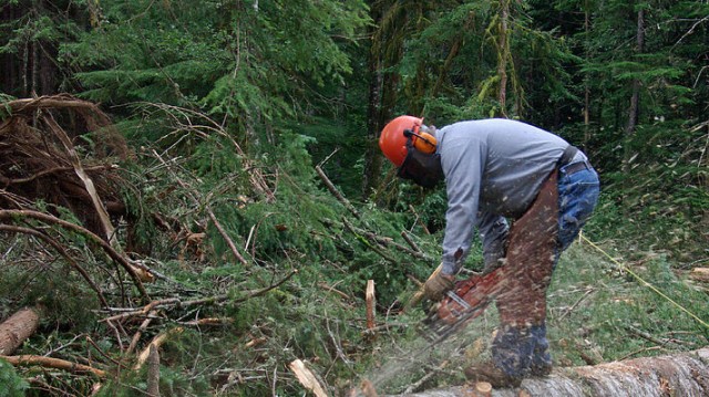 Харьковских чиновников заподозрили в незаконной вырубке леса