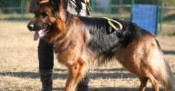 В Харькове продолжат устанавливать площадки для выгула собак